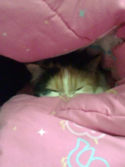 Image025_resize.jpg?t=1244582197