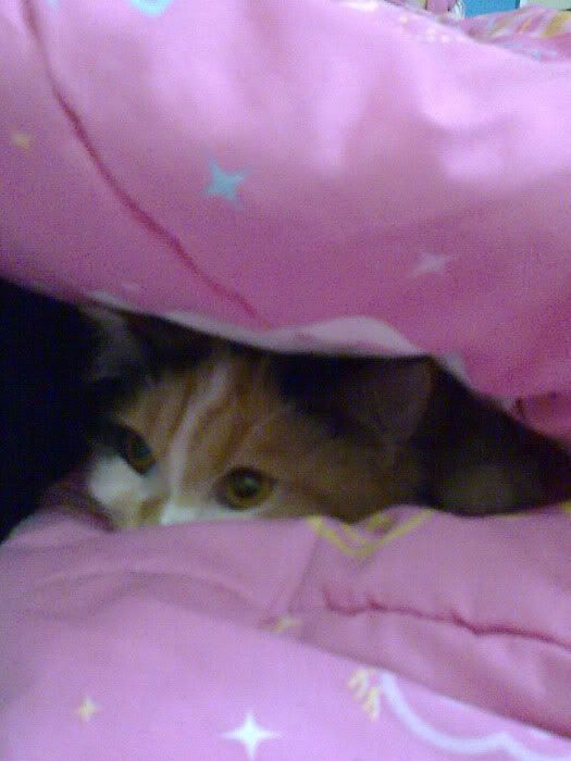 Image026_resize.jpg?t=1244582201