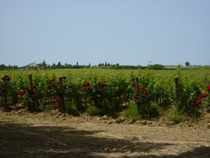 Roses in a vineyard