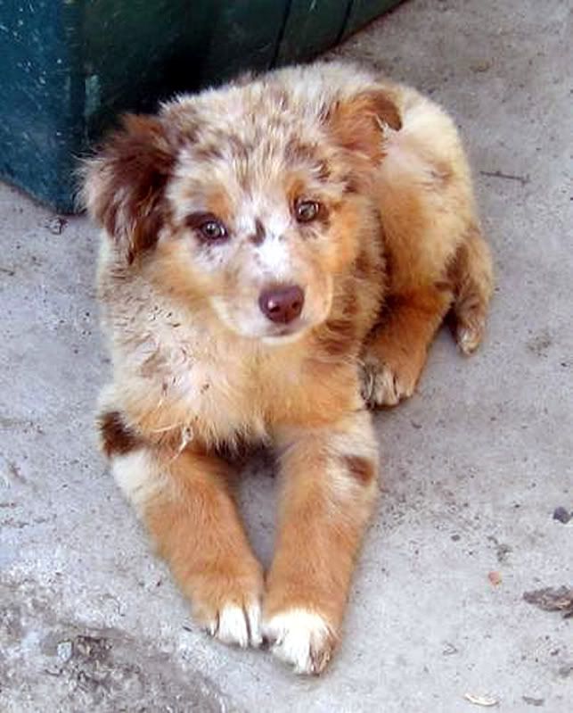 Australian_Shepherd_puppy_redmerle.jpg