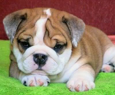 big_Adorable20English20Bulldog01.jpg