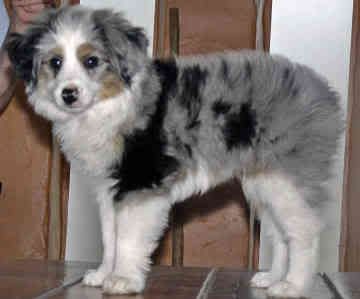 miniature-australian-shepherd-dog-0.jpg