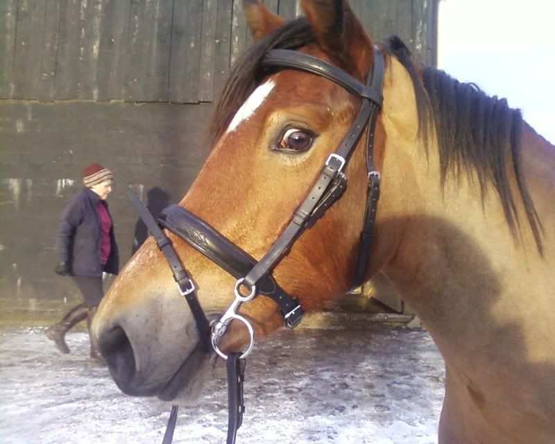 Perfect snaffle bridle for a Spanish horse?