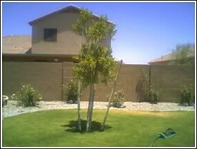 Please Help My Tree