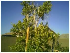Please Help My Tree
