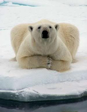 polar-bear2.jpg
