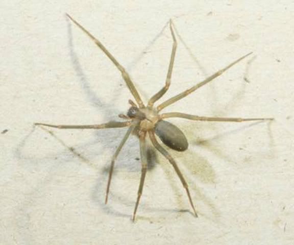brown recluse spider bite pictures. The Dangerous Brown Recluse