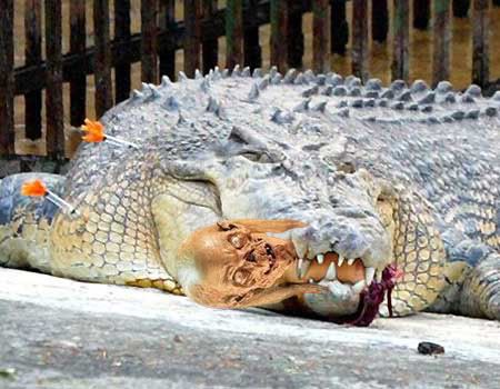 Crocodile+Bite+Drug Crocodile Bite Drug http://www.neo-geo.com/forums/showthread.php ...