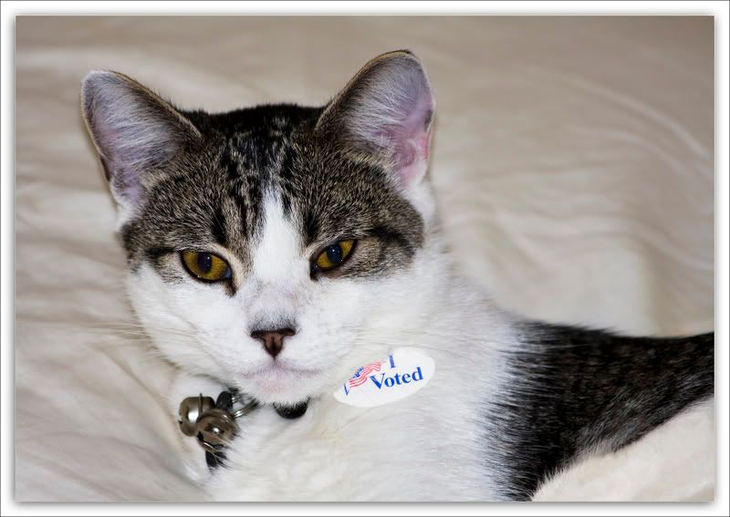 McCain loses kitty vote