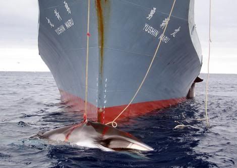Japanese Killing Whales