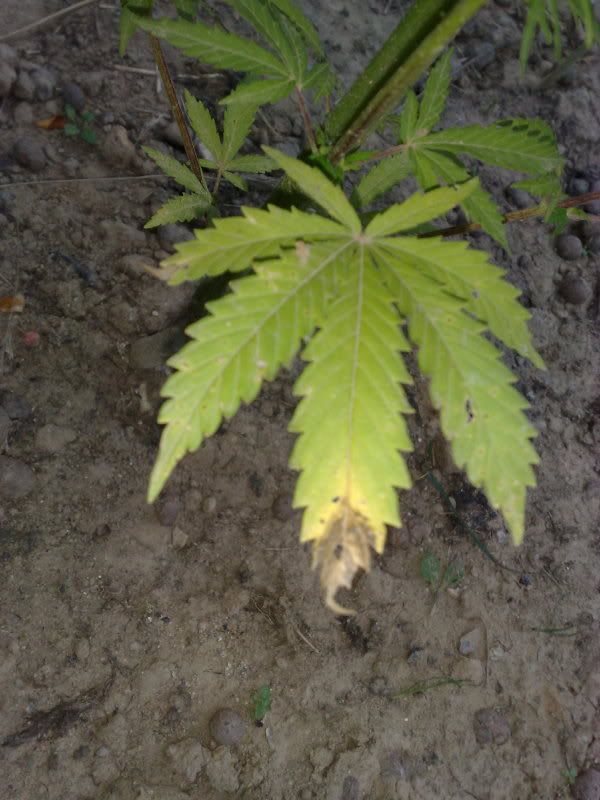 Billede