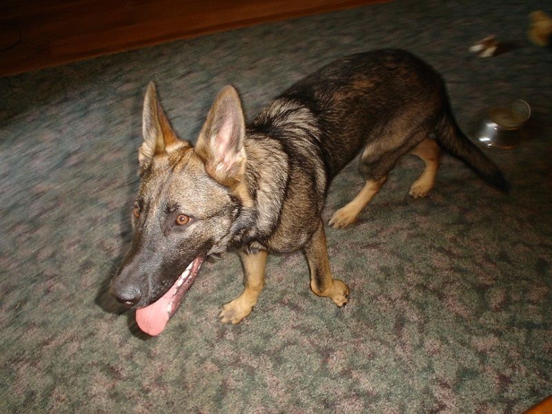 Treating Mange? - German Shepherd Dog Forums