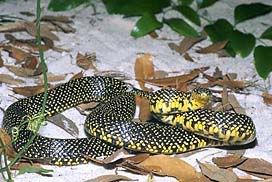 Praire King Snake Eastern Hognose Snake