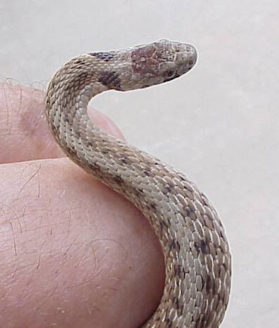 Praire King Snake Eastern Hognose Snake