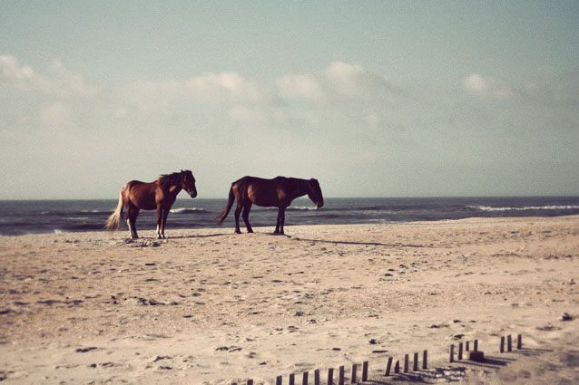 photo assateague2_zpsf3aade59.jpg