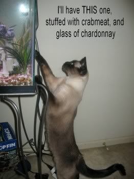 http://i73.photobucket.com/albums/i225/raymaty/lolcats/chardonnay.jpg