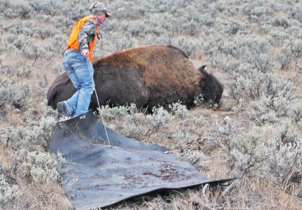 IMAGE: http://i73.photobucket.com/albums/i226/Sidnye/2012wyoming%20hunt/b6.jpg