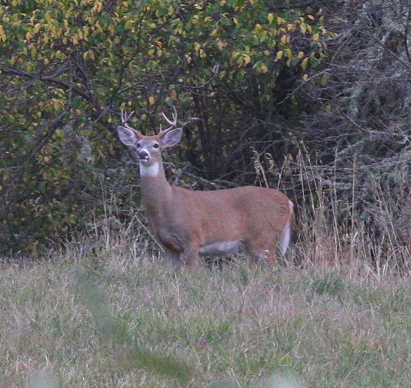 IMAGE: http://i73.photobucket.com/albums/i226/Sidnye/d4.jpg