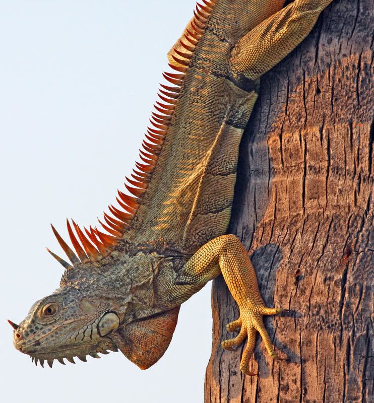 IMAGE: http://i73.photobucket.com/albums/i226/Sidnye/i1.jpg