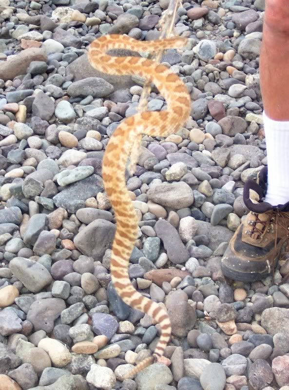 IMAGE: http://i73.photobucket.com/albums/i226/Sidnye/snake2-1.jpg