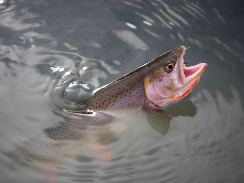 IMAGE: http://i73.photobucket.com/albums/i226/Sidnye/t4.jpg