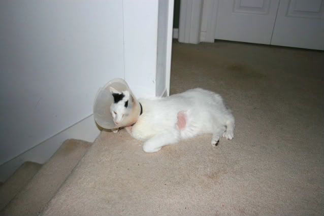 [Linked Image from i73.photobucket.com]