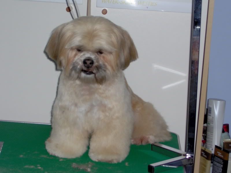 Lhasa Apso Cuts