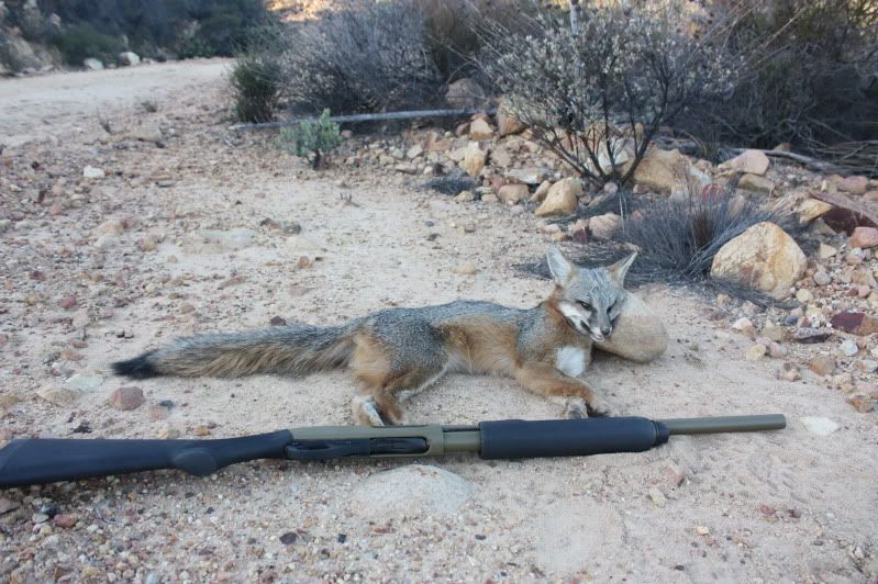 Gray Fox Hunting Update Got One