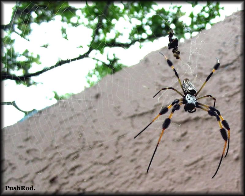 IMAGE: http://i73.photobucket.com/albums/i229/bobohobo/00k.jpg