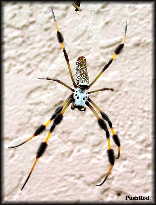 IMAGE: http://i73.photobucket.com/albums/i229/bobohobo/0k.jpg