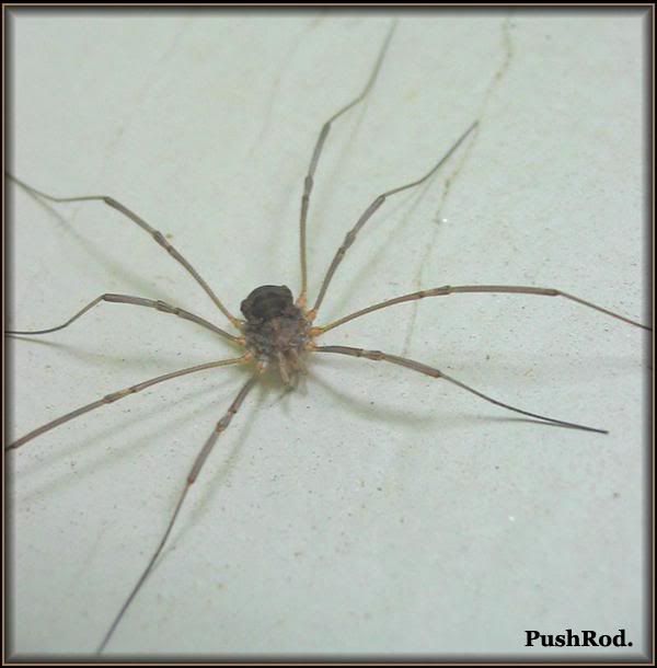 IMAGE: http://i73.photobucket.com/albums/i229/bobohobo/Picture0209999.jpg