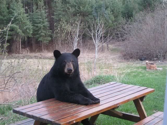 bearsits.jpg