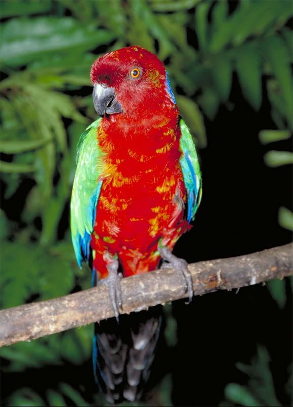 Red Breasted Musk Parrot - Parrotchatter Forums