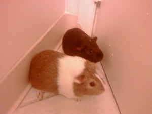 GuineaPIgs.jpg