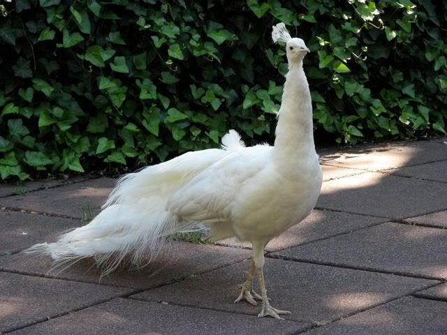 IMAGE: http://i73.photobucket.com/albums/i230/regina_emmanuelle/NYC/IMG_0193.jpg