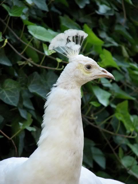 IMAGE: http://i73.photobucket.com/albums/i230/regina_emmanuelle/NYC/IMG_0198.jpg