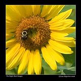 LED-0053_th.jpg image by kevanoff