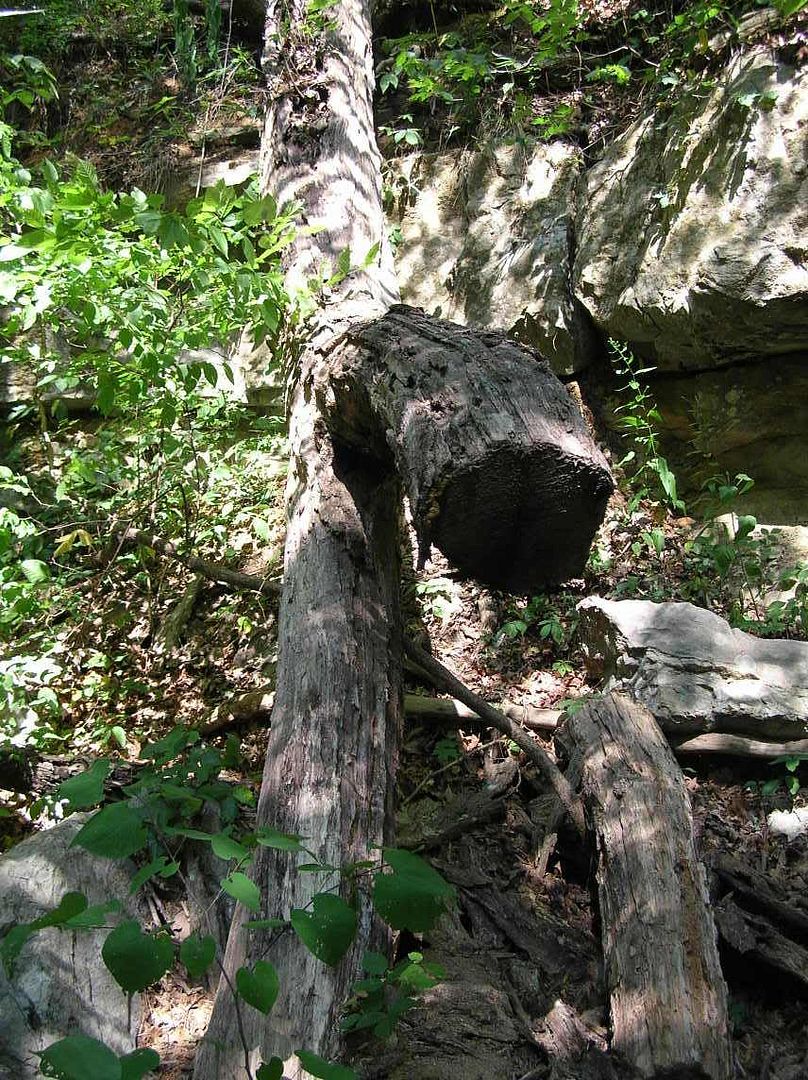 fallen tree