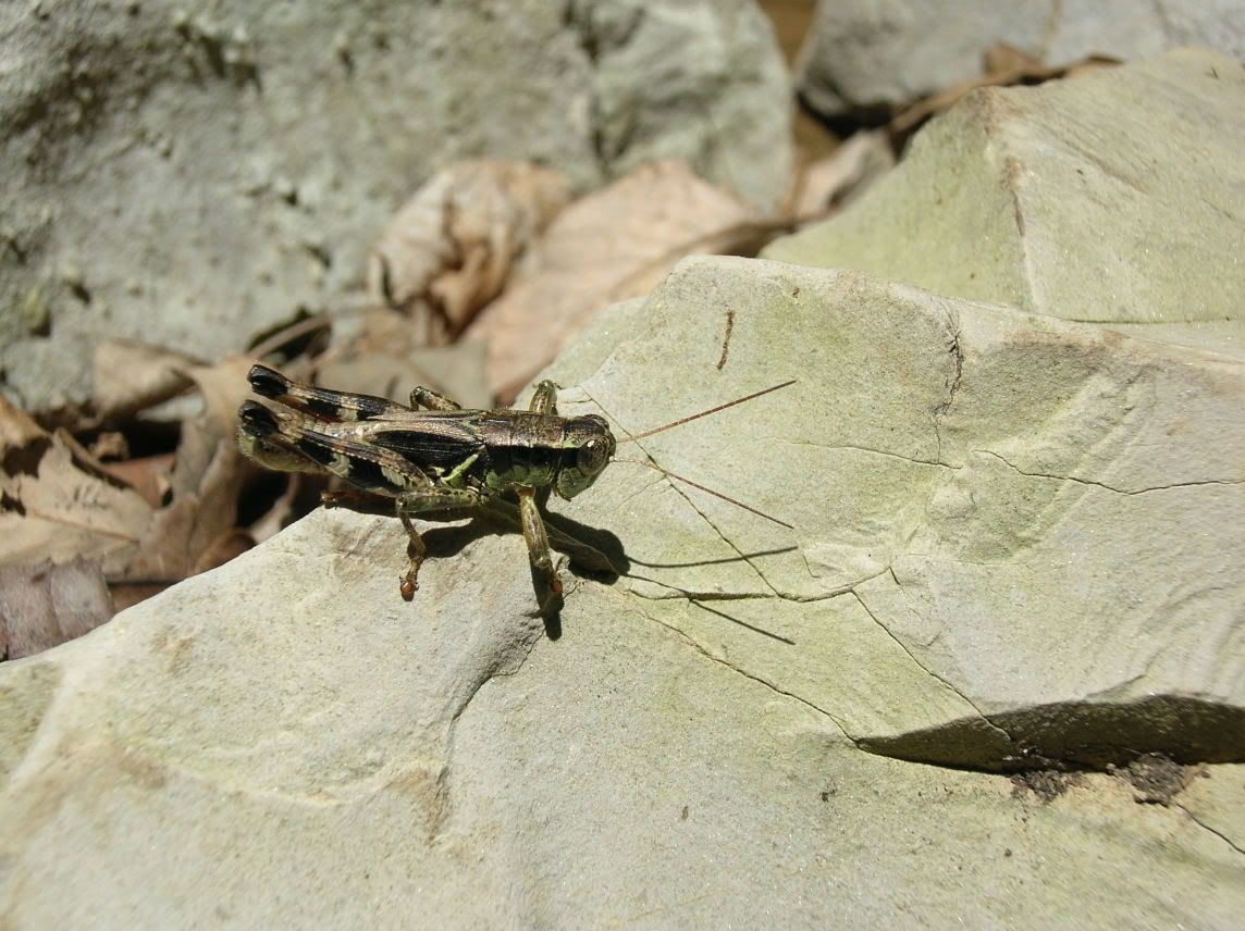 grasshopper