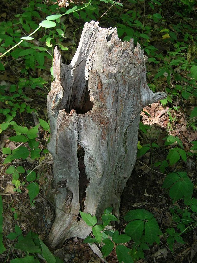 stump