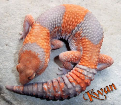 Kwan.jpg
