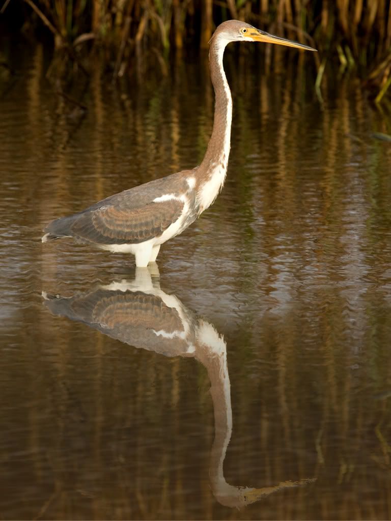 IMAGE: http://i73.photobucket.com/albums/i234/spitfire23bc/ba218_edit_2.jpg