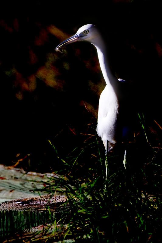 IMAGE: http://i73.photobucket.com/albums/i234/spitfire23bc/ba238_edit.jpg