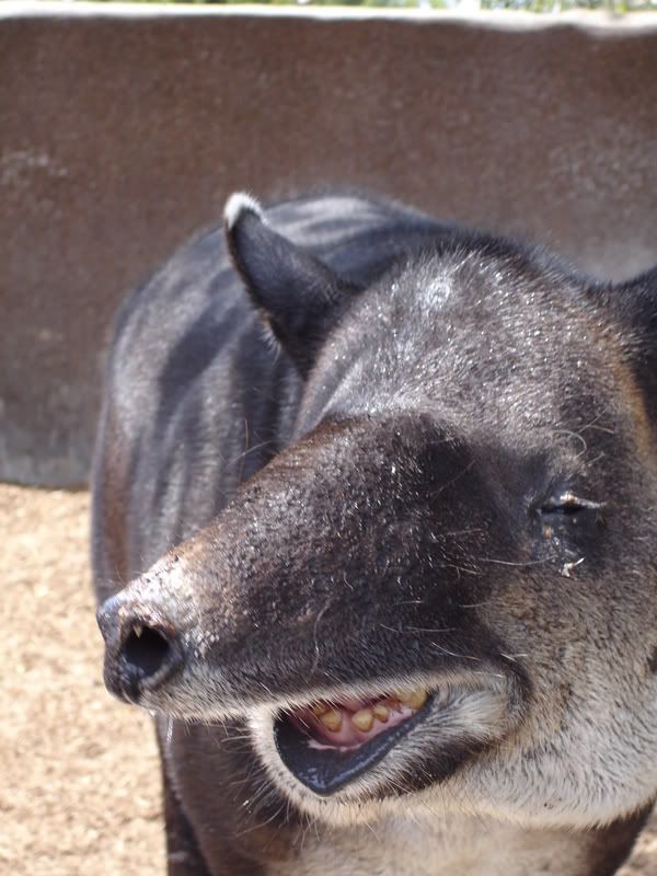 Tapir (Tapirus)