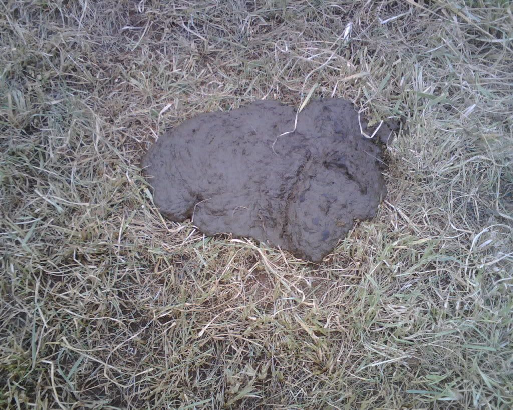 Pretty Pat for near Winter - Cattle