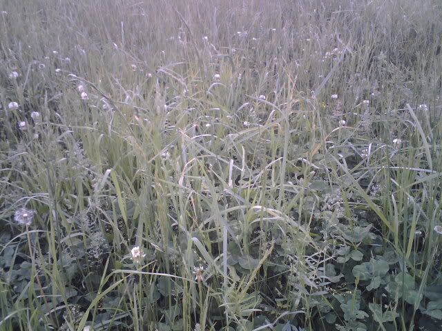 Question about seed spreading - Homesteading Questions