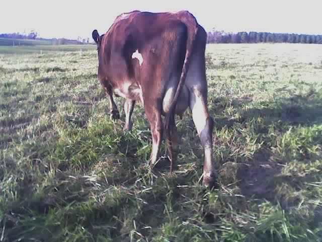 Heifer calves - Cattle