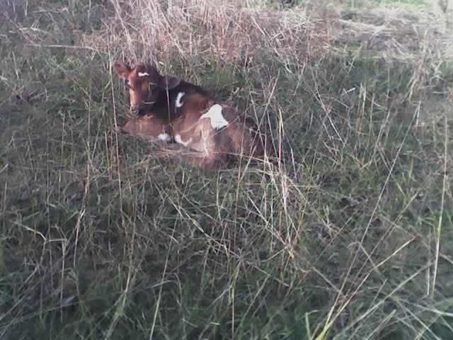 Heifer calves - Cattle