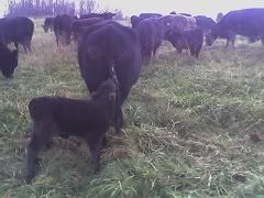 cow puzzler - Cattle