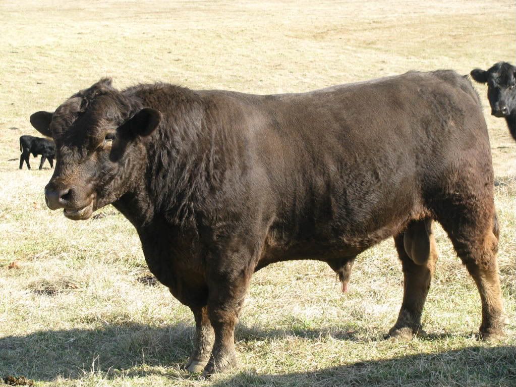 Murray Grey Cattle..... - Cattle